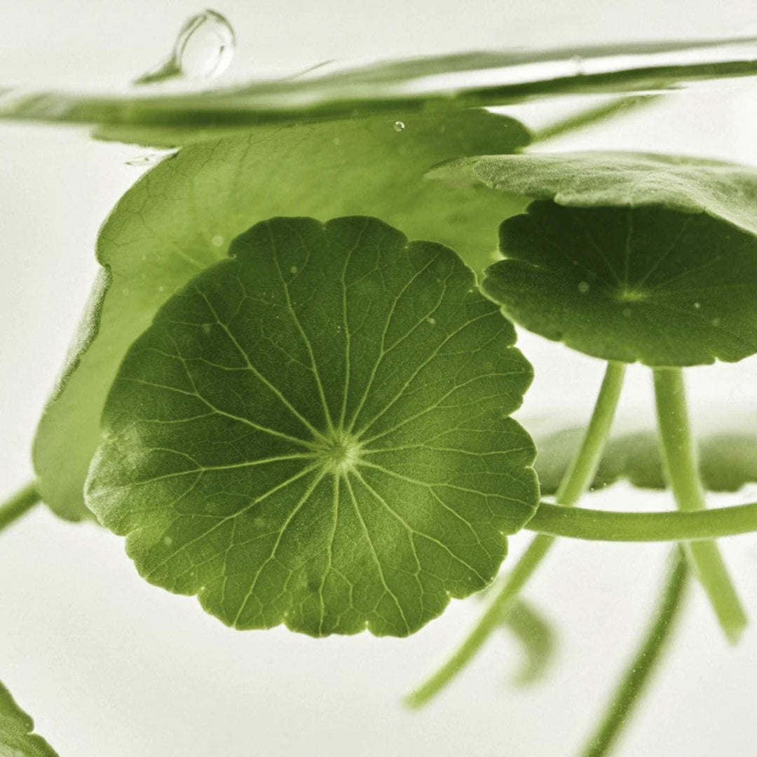 Beauty of Joseon Light On Serum Centella + Vita C Eye Serum - Khayest
