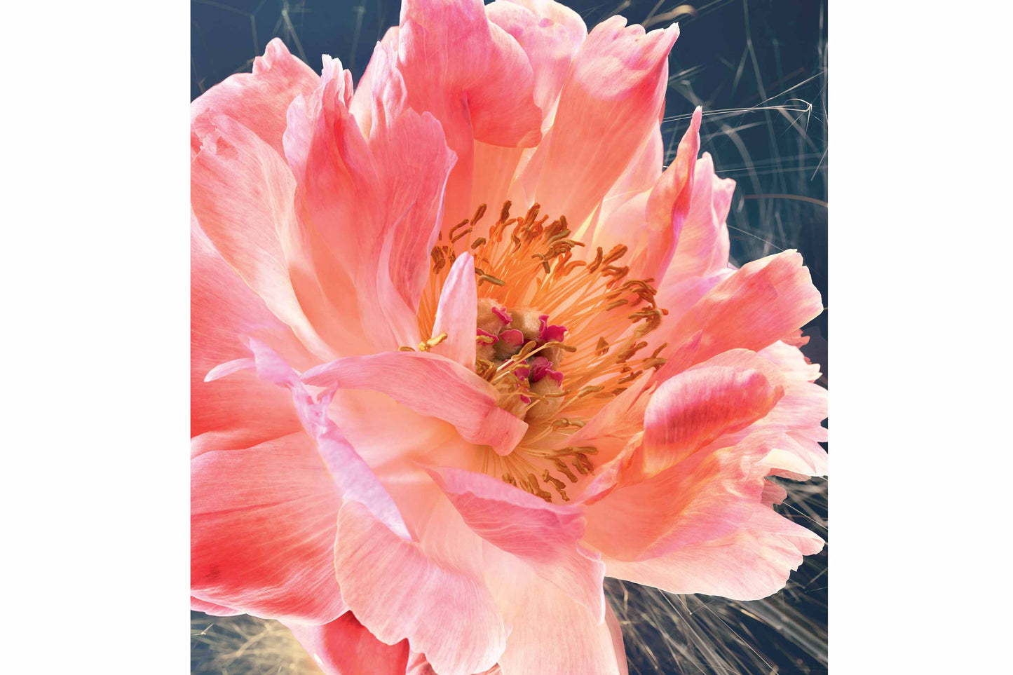 "Pink peony flower embodying the luxurious floral notes of Dior perfume JOY EDP Intense for women"