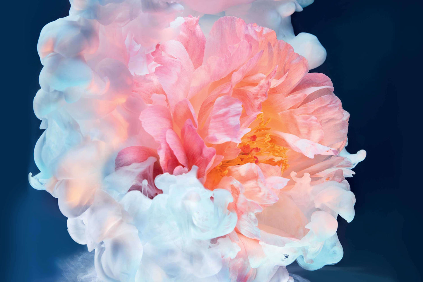 "Dreamy pink and white floral composition representing the rose and jasmine blend in Dior perfume JOY collection"
