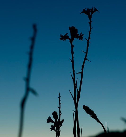 "Silhouette of flower stems against twilight sky representing the natural botanical ingredients in Dior J'adore Infinissime women's perfume."