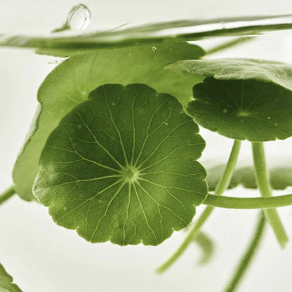 Beauty of Joseon Light On Serum Centella + Vita C Eye Serum - Khayest